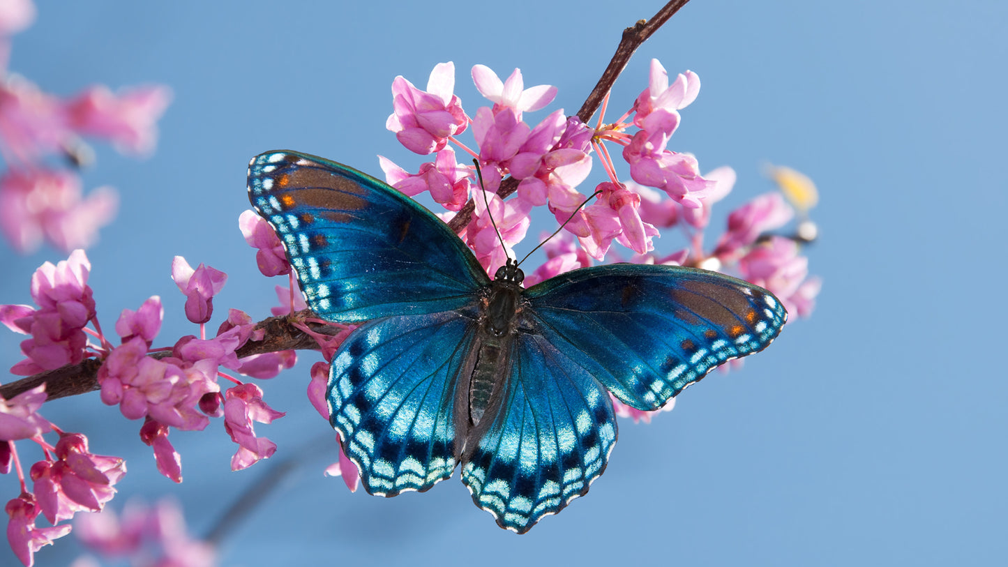 Butterfly Box